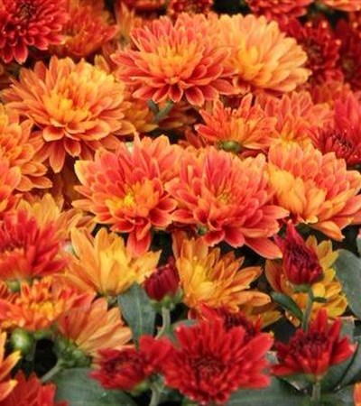 Belgian Mums® Antika Bronze